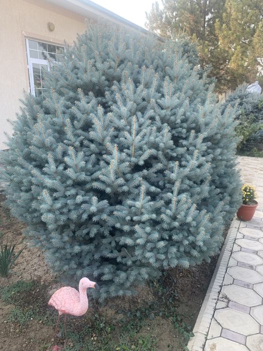 Арча голубой ель елка тоза Украинадан кеган месныймас келиб курила