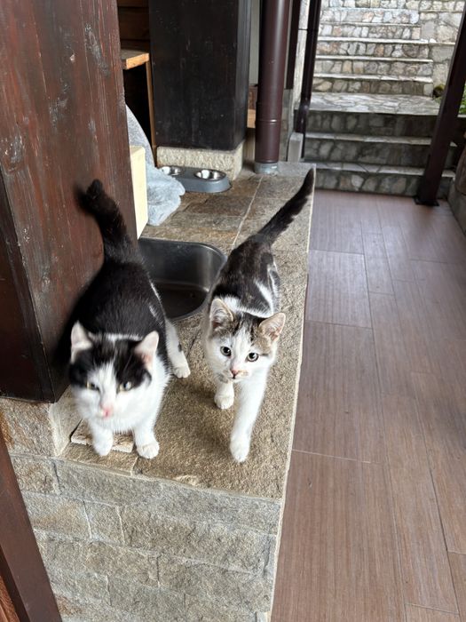 Подарявам котета