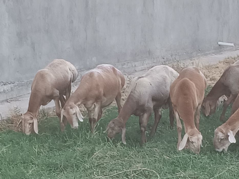 Авгон зотли куйлар