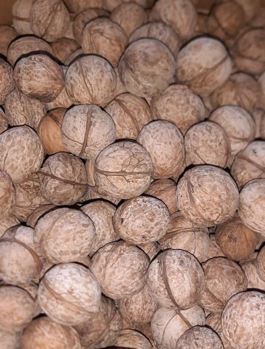 Грецкий орех свежий