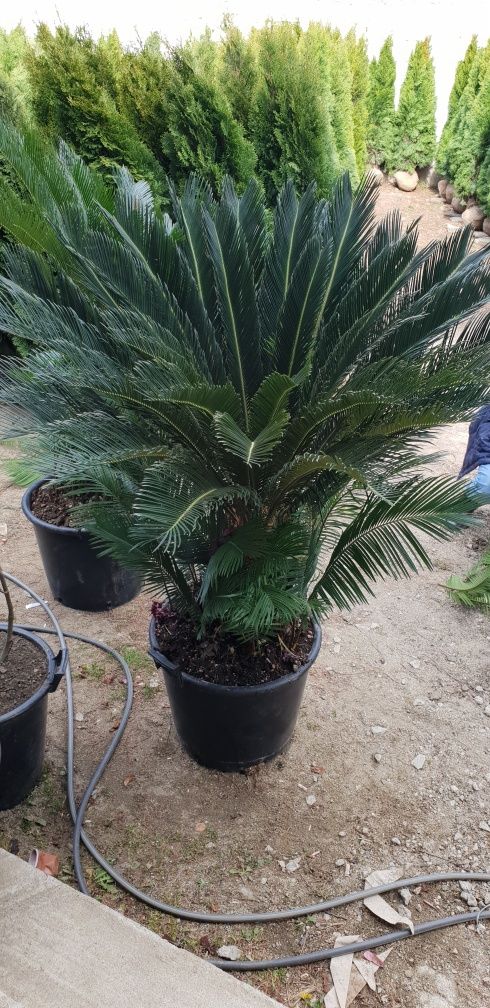 palmieri cycas mai multe dimensiuni