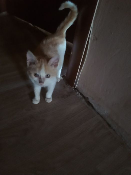 Отдам даром девочку. Ей один месяц