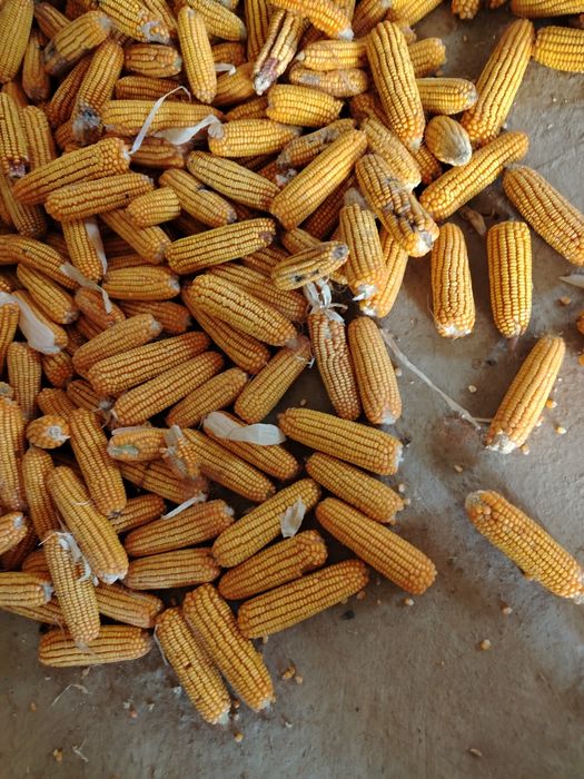 Макка уруг 120 кунлик