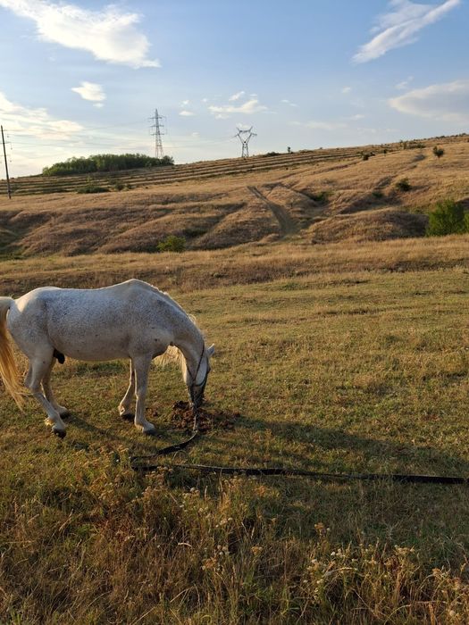 Armăsar de vânzare