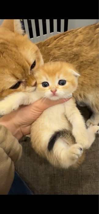 Продается скотиш фолд. Мальчик