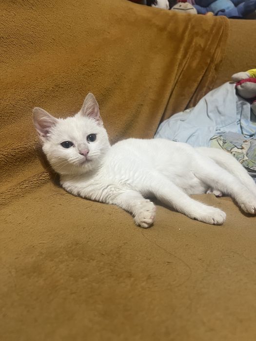 Подарявам женско коте