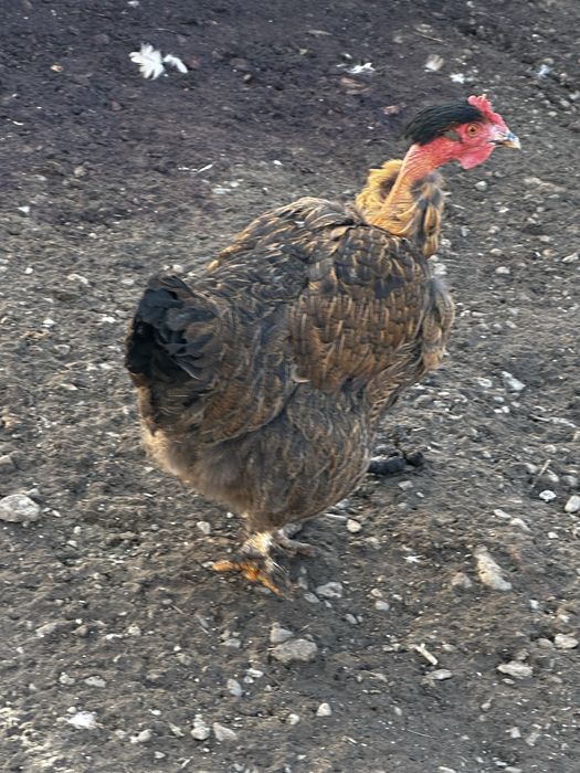 Vand gaini/cocosi din toate rasele 55 de lei buc