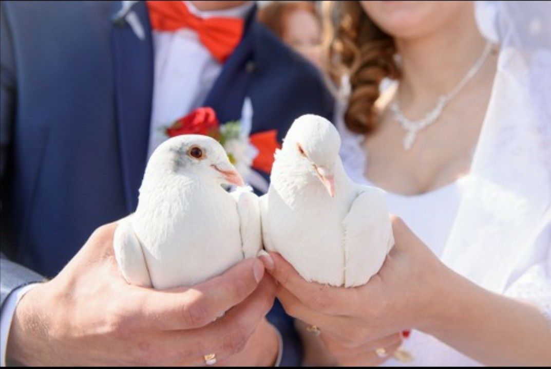 Porumbei Frumoși Nunti Evenimente