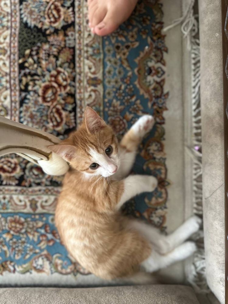 Котенок даром в добрые руки