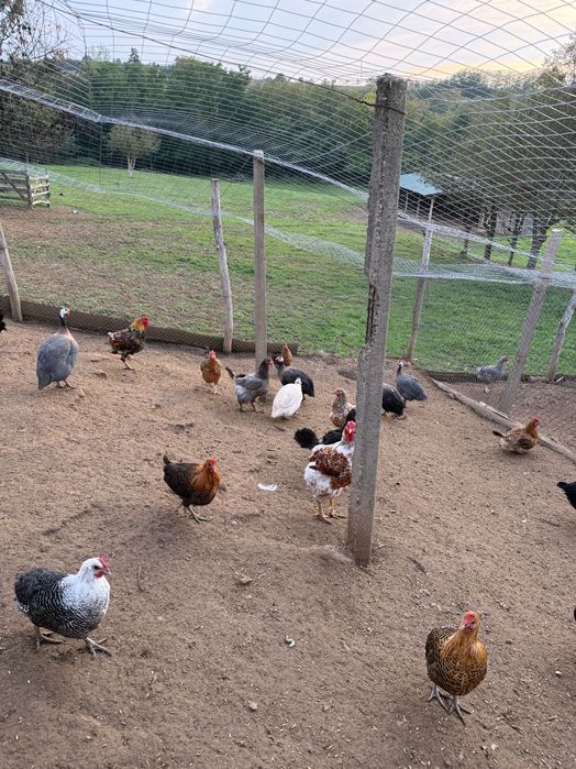 Vând pui de rasă sau găini de tăiat ( cocoși)