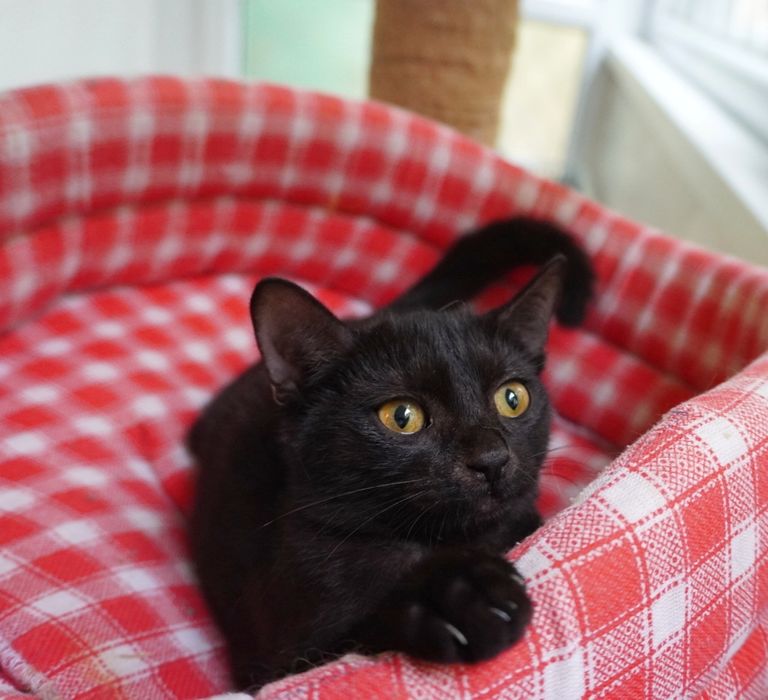 Nu te vei mai plictisi nicio zi cu pisicul Smochină. Adopt-o!