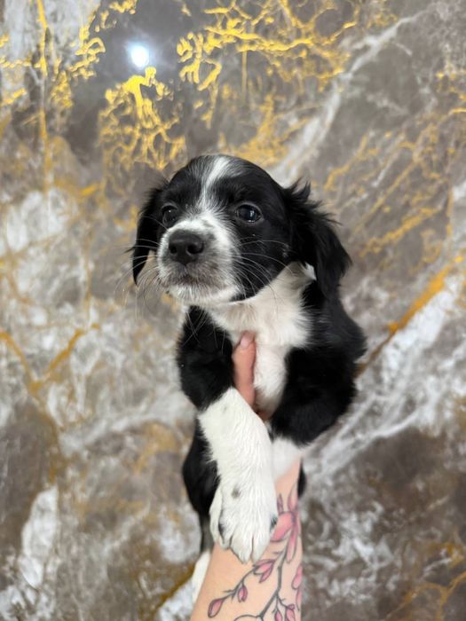 Отдам щенков даром в хорошие руки