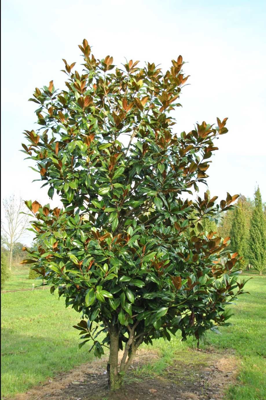 Magnolia Grandiflora Tufa sau Copac