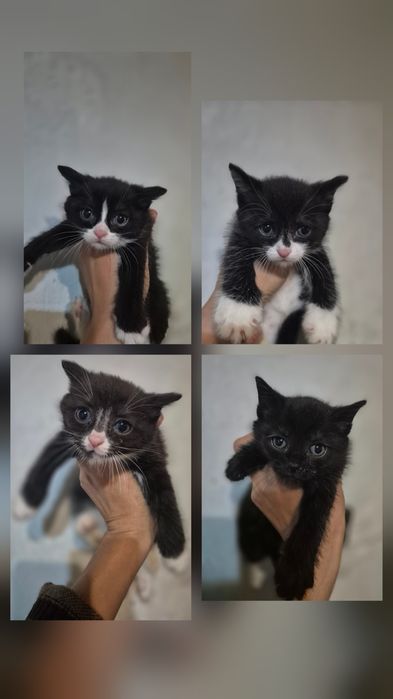 Отдам котят в хорошие руки