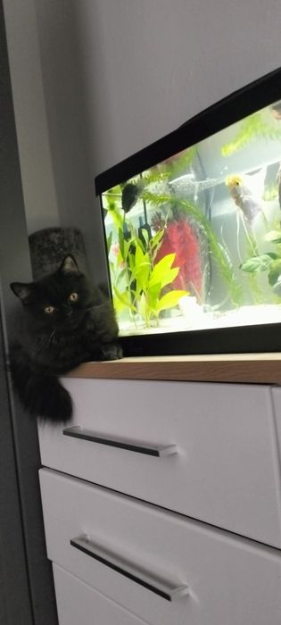 Pisica de vânzare Longhair