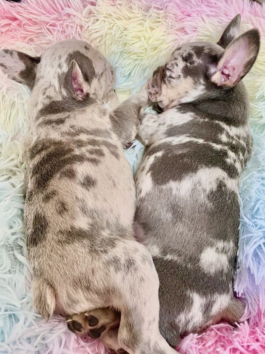 Френски булдог бебета/french bulldog