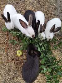 Продавам зайци различни породи: калифорнийски заек, белгийски великан
