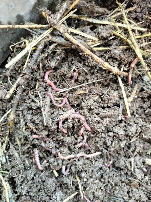 Черви для рыбалки