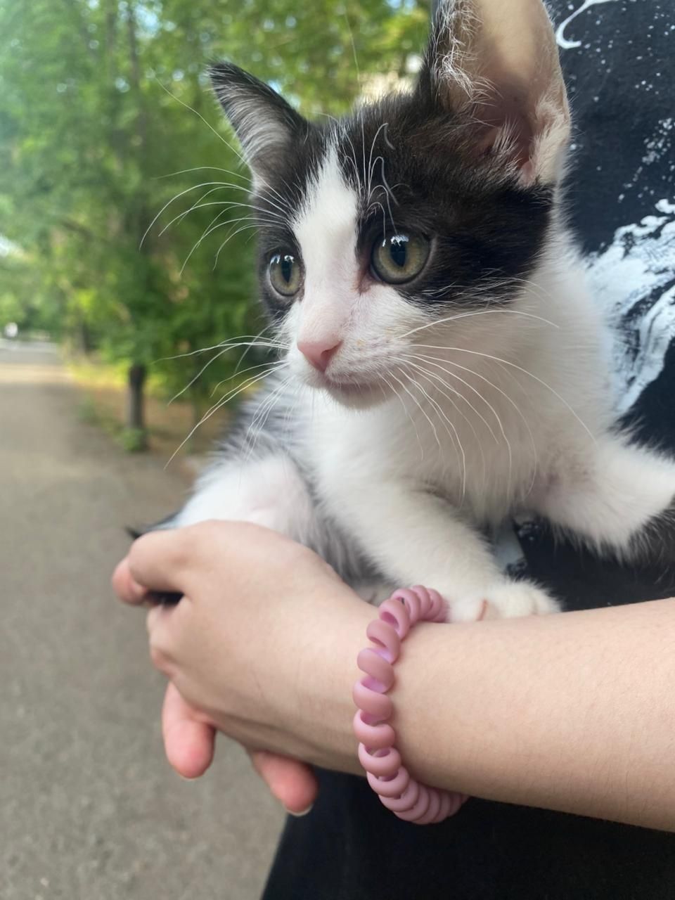 Пристраивается котенок девочка