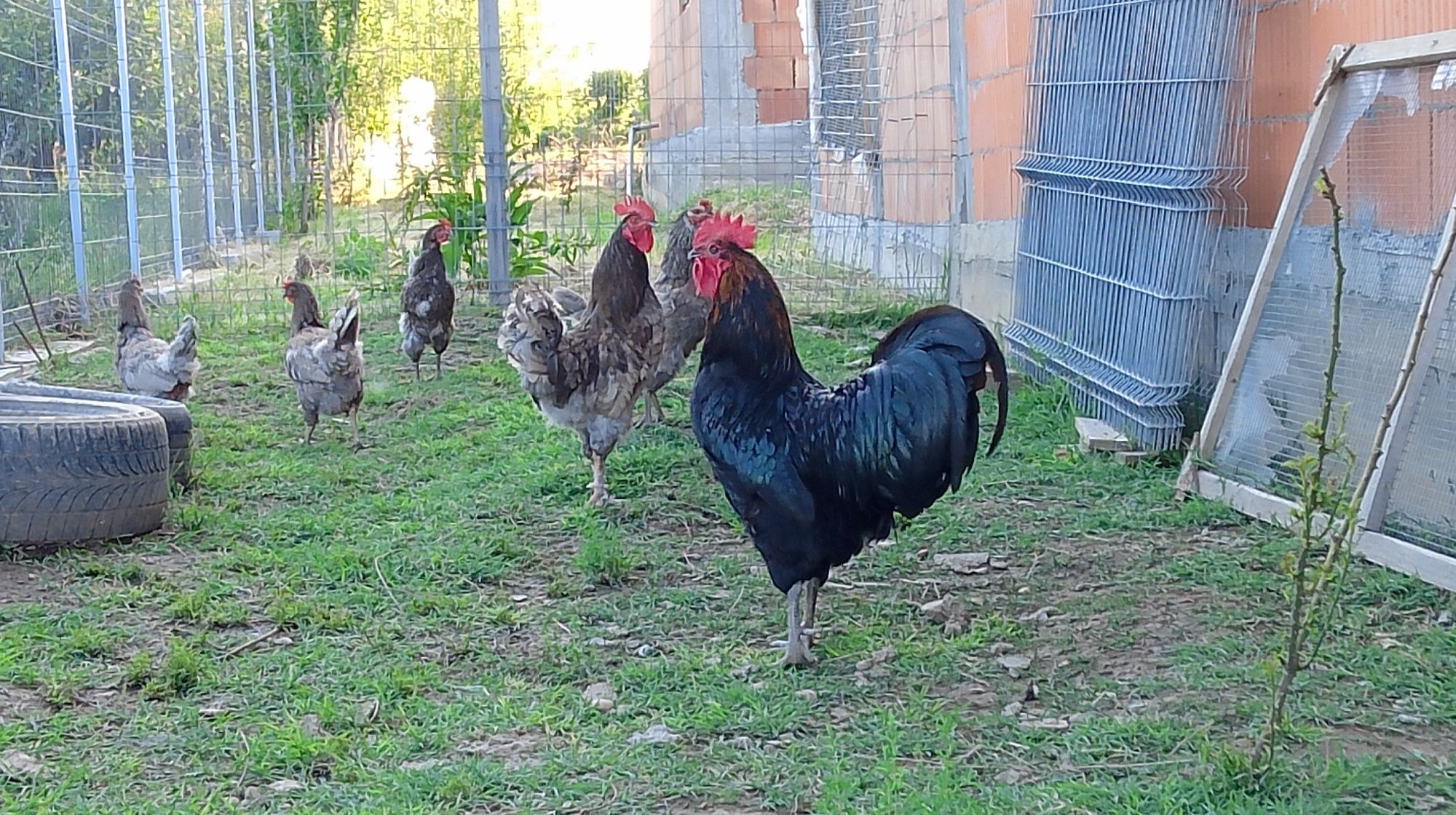 Vând cocos Australorp, în vârstă de doi ani.