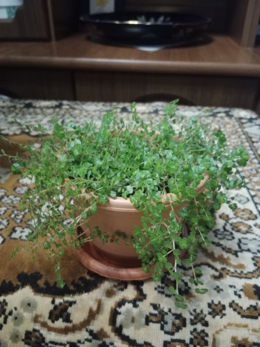 Комнатные  цветы