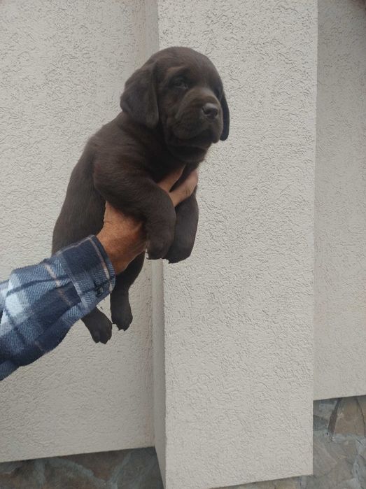 Продавам шоколадови лабрадори