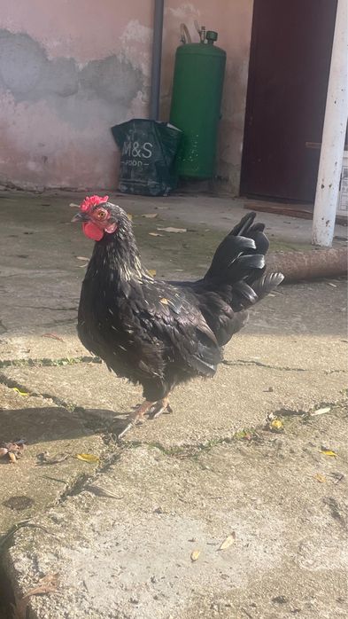 Петлета красиви и пеещи за вашия двор