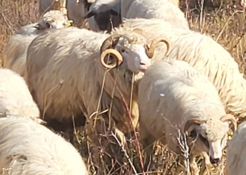 Vând 2 berbeci băli de Alba