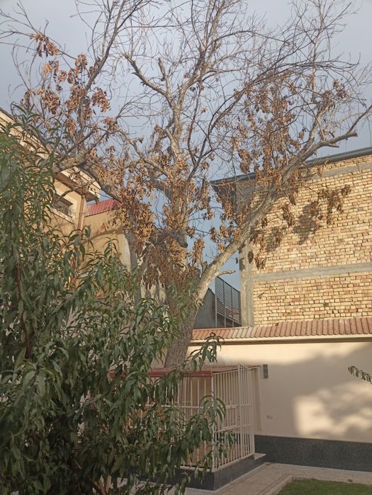 Ёнгоқ дарахти ( Дерево Орех )