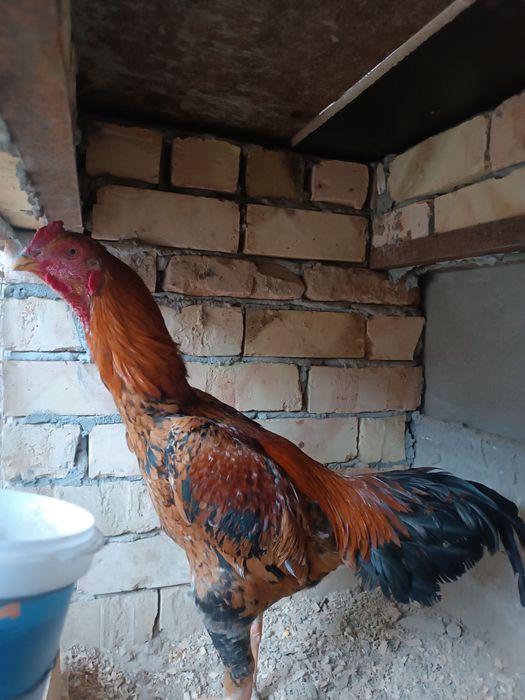 Dakan дакан xoroz tozza par