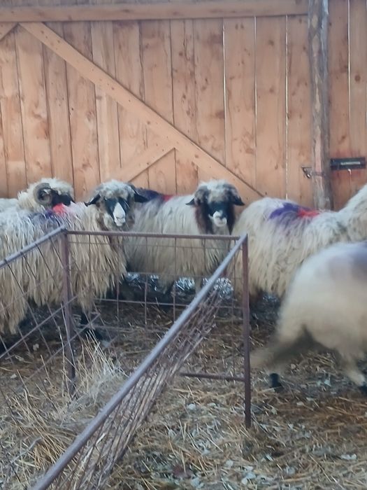 Vind 18 oi breze tinere cu nasul alb