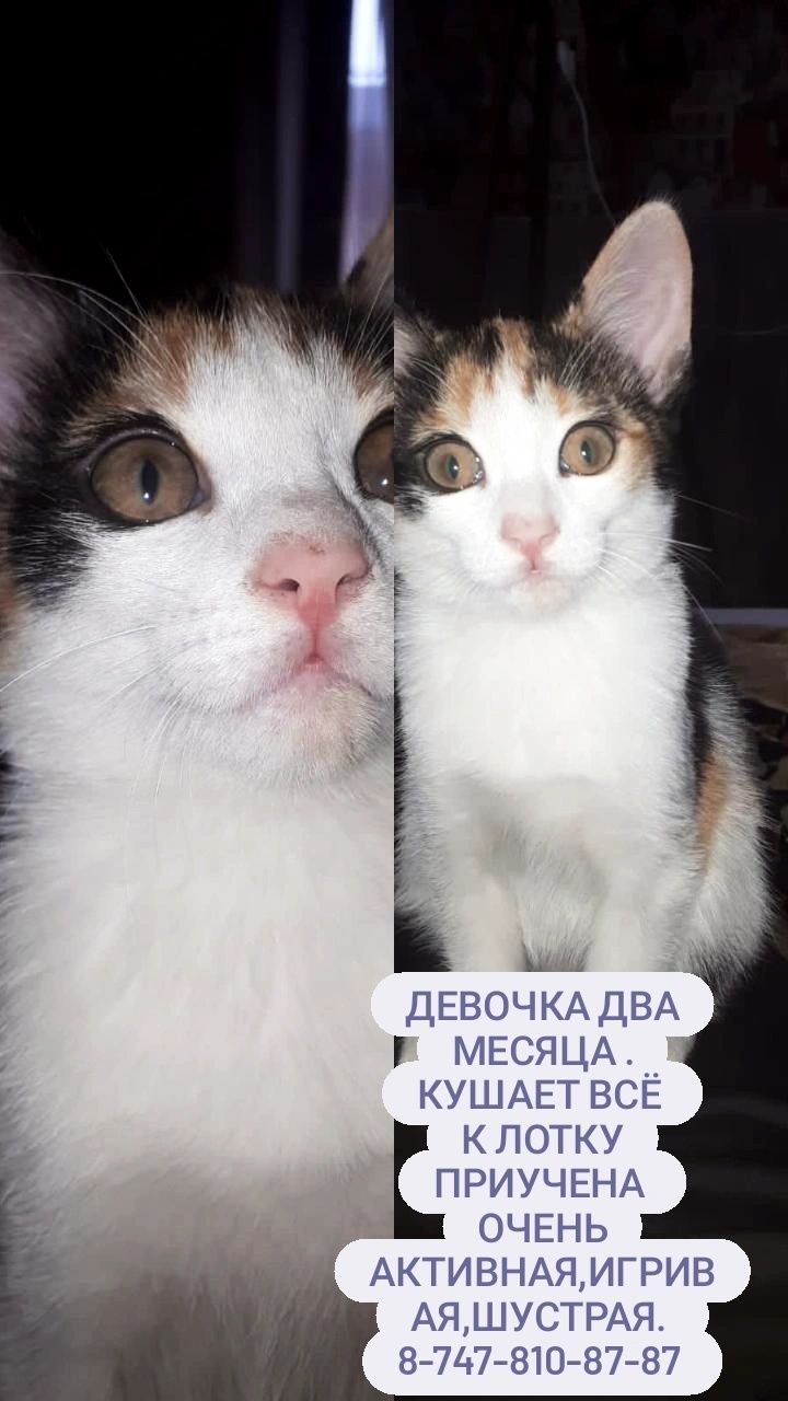 Котёнок, Кошечка