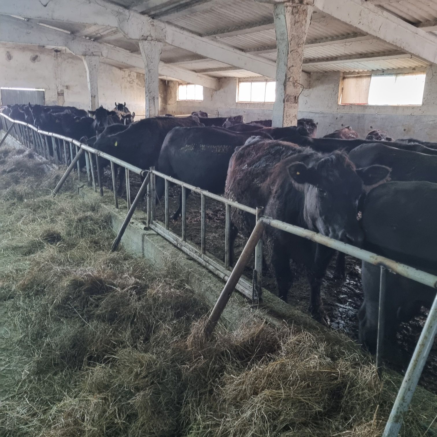 Fermă de vaci de vanzare sau inchiriere in Municipiul Băilești