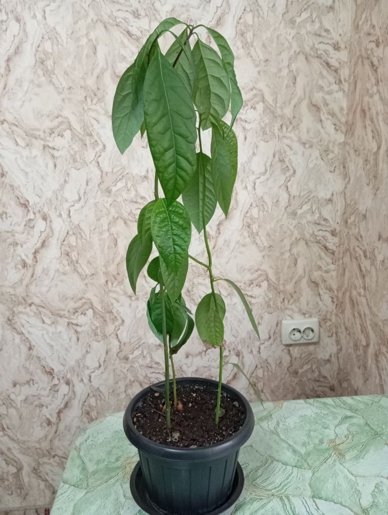 Авокадо растение плюс подарок