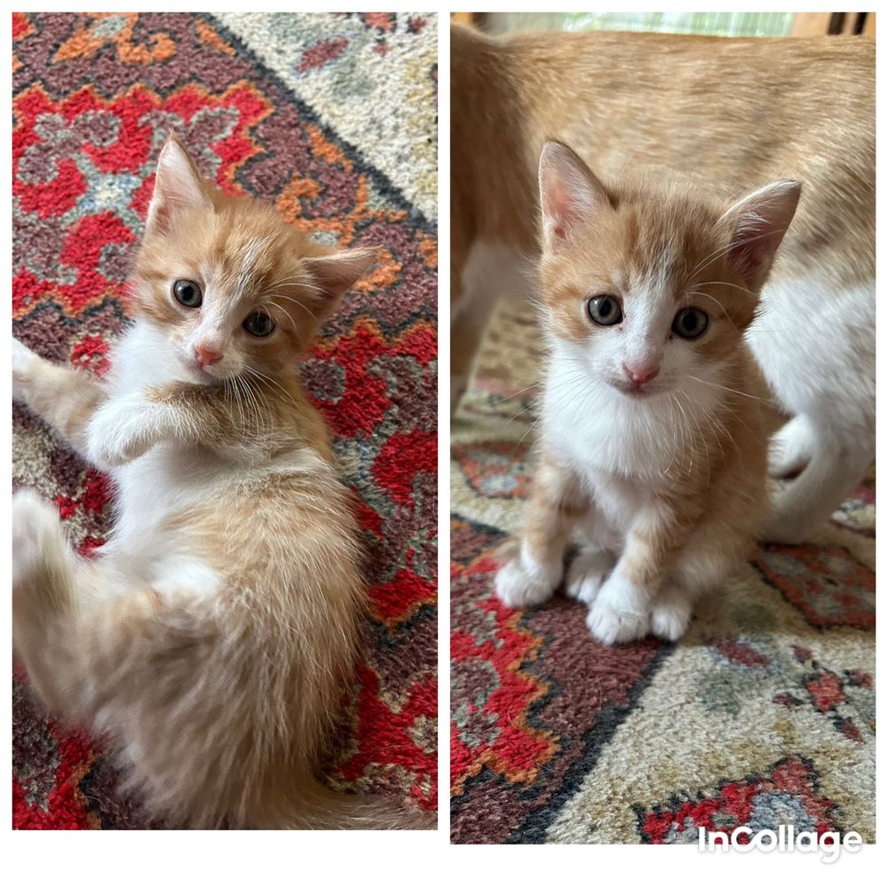 Отдам котят в добрые руки