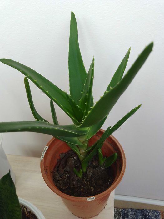 Цветя, алое, сансевиера