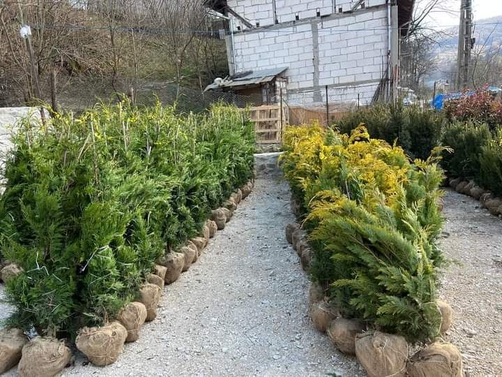 Platan,pawlonia,frasan