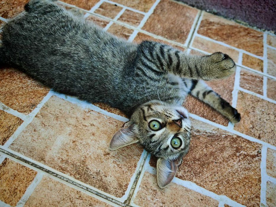 Ofer spre adoptie pisicute in jur de 3 luni