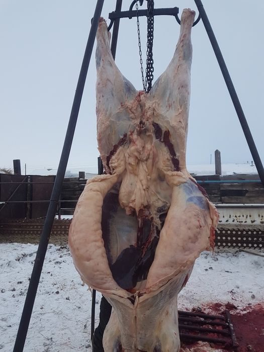 Продам мясо конина 3000