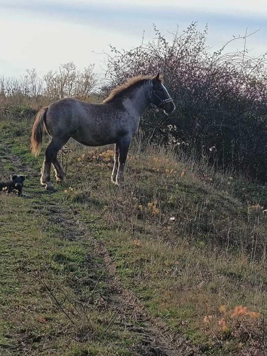 Mânză în vârstă de 7 luni