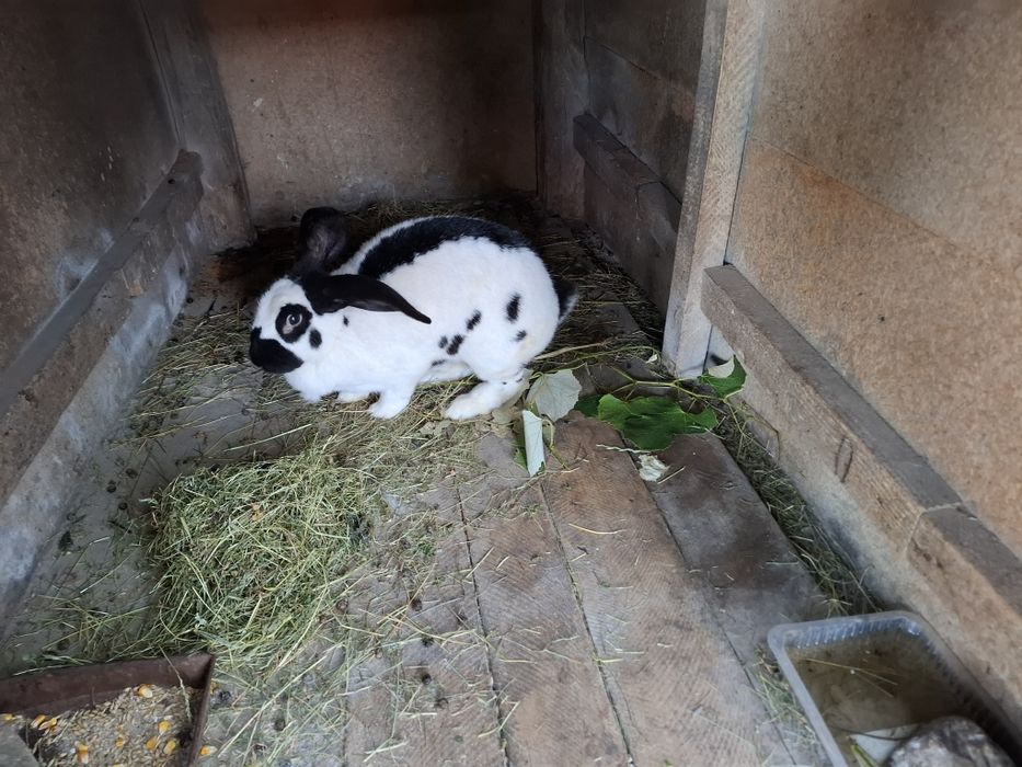 Vând iepuri fluture german rasa pură