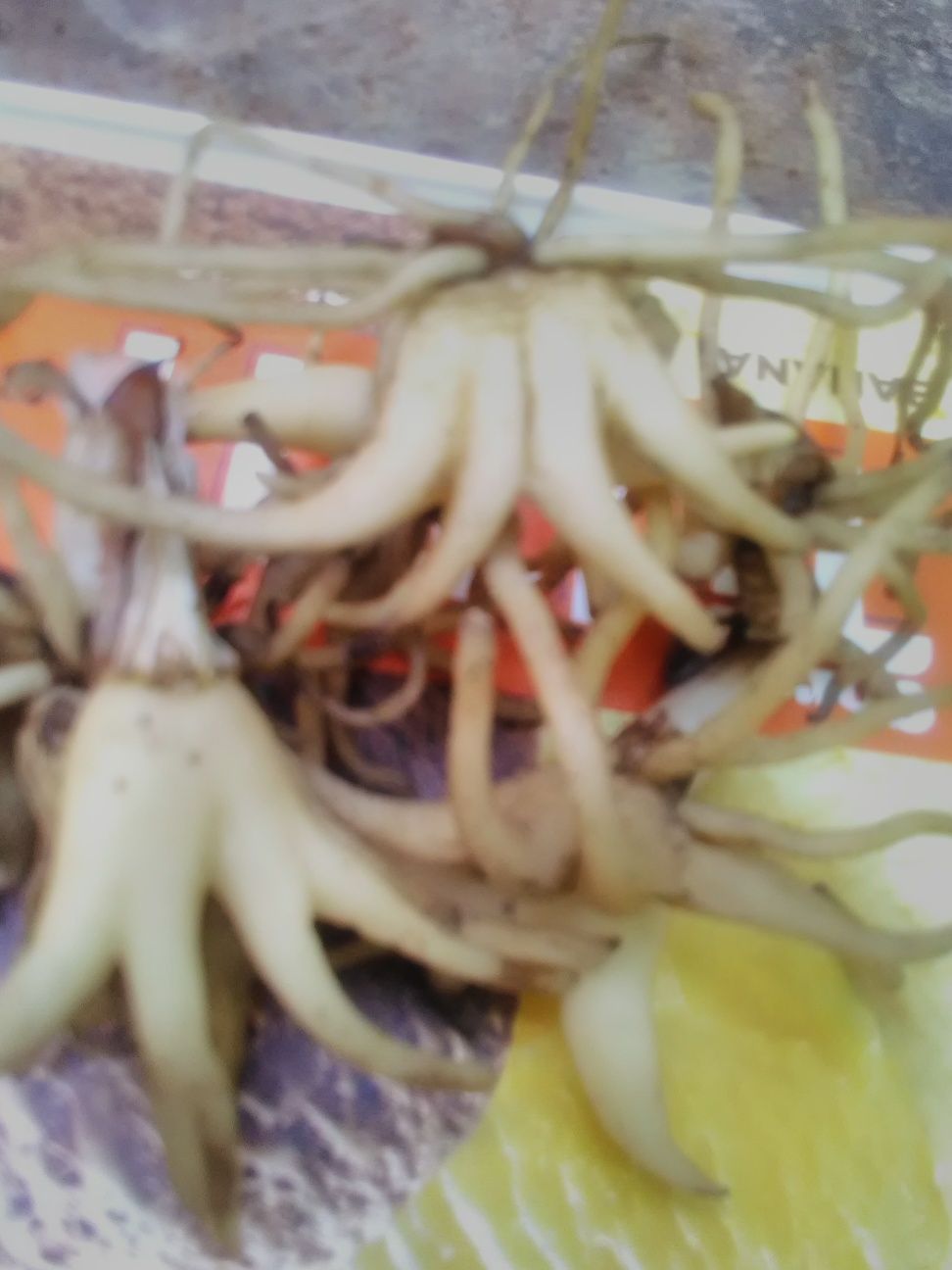 Dactylorhiza maculată (sculătoare)