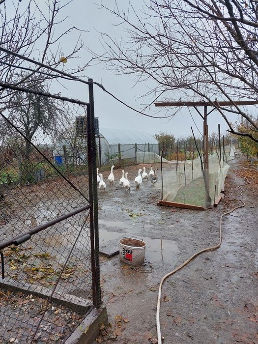 Gaște și rațe de vânzare