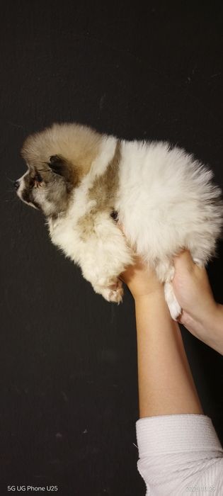 Мини шпиц момиче