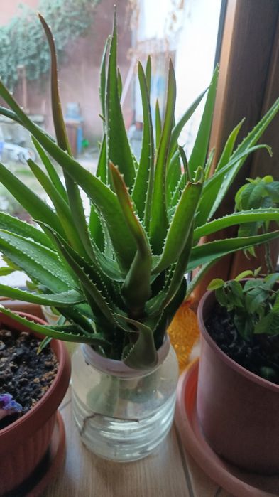 Aloe Vera plantä