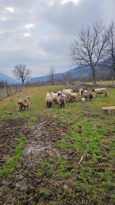 Oii carabase 1200 lei