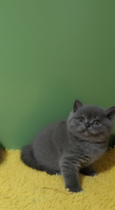 British Shorthair mascul din felisa