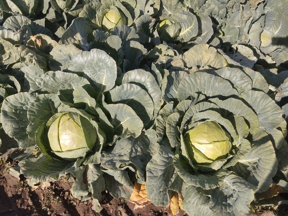 Продавам Зеле-ЕРГЕНСКО.