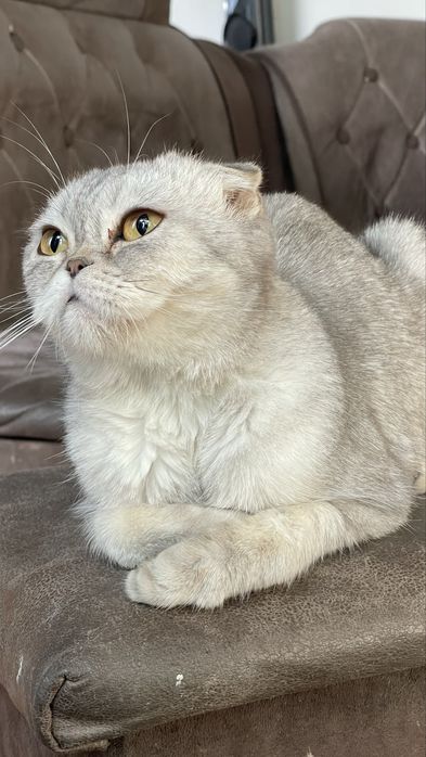 Шотладская Шиншилла