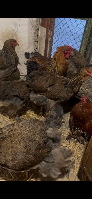 Găini brahma potârnichiu